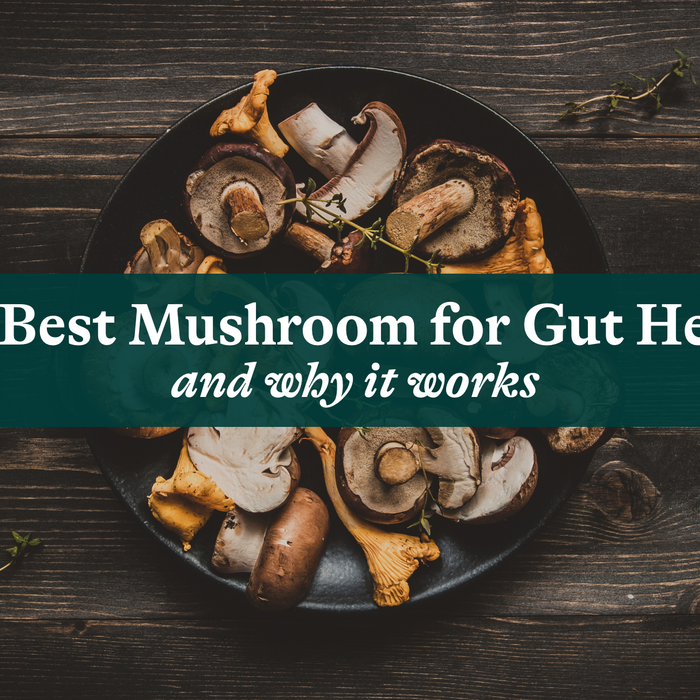 The Best Mushroom for Gut Health and Why It Works