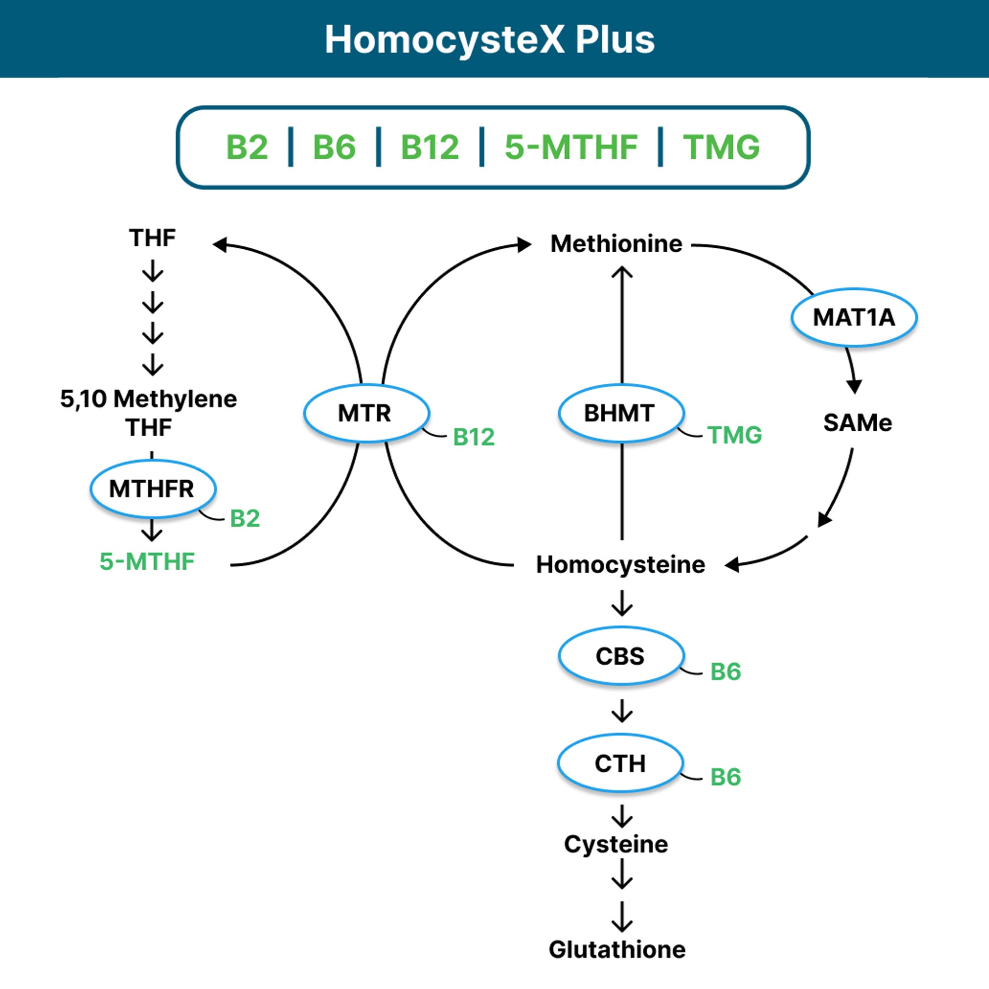 Homocysteine Nutrients ( Formerly called HomocysteX Plus) — Seeking Health